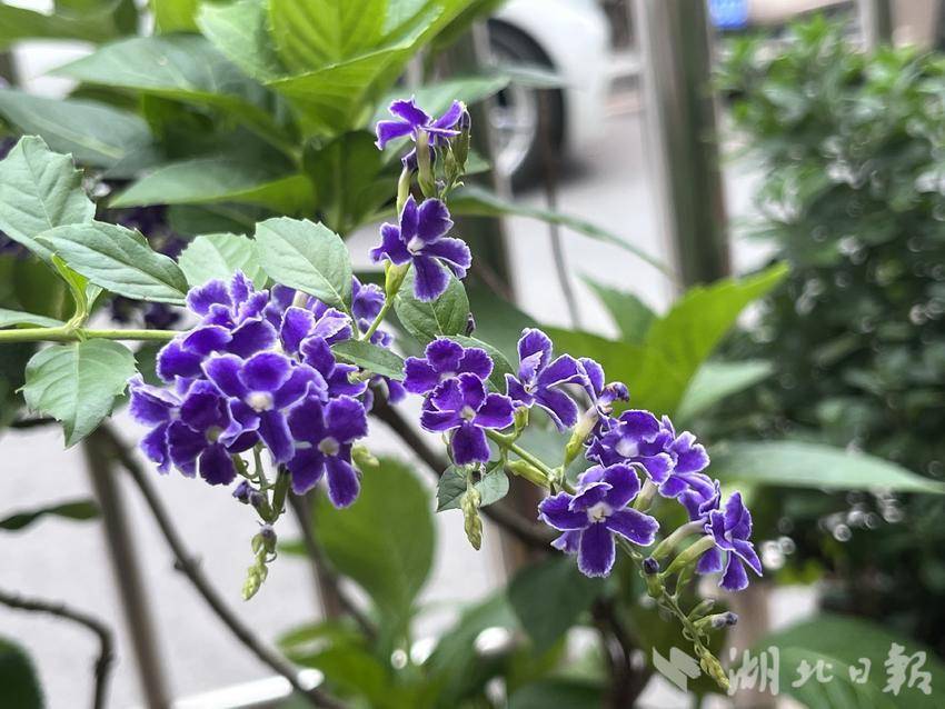 菠菜开户体验金